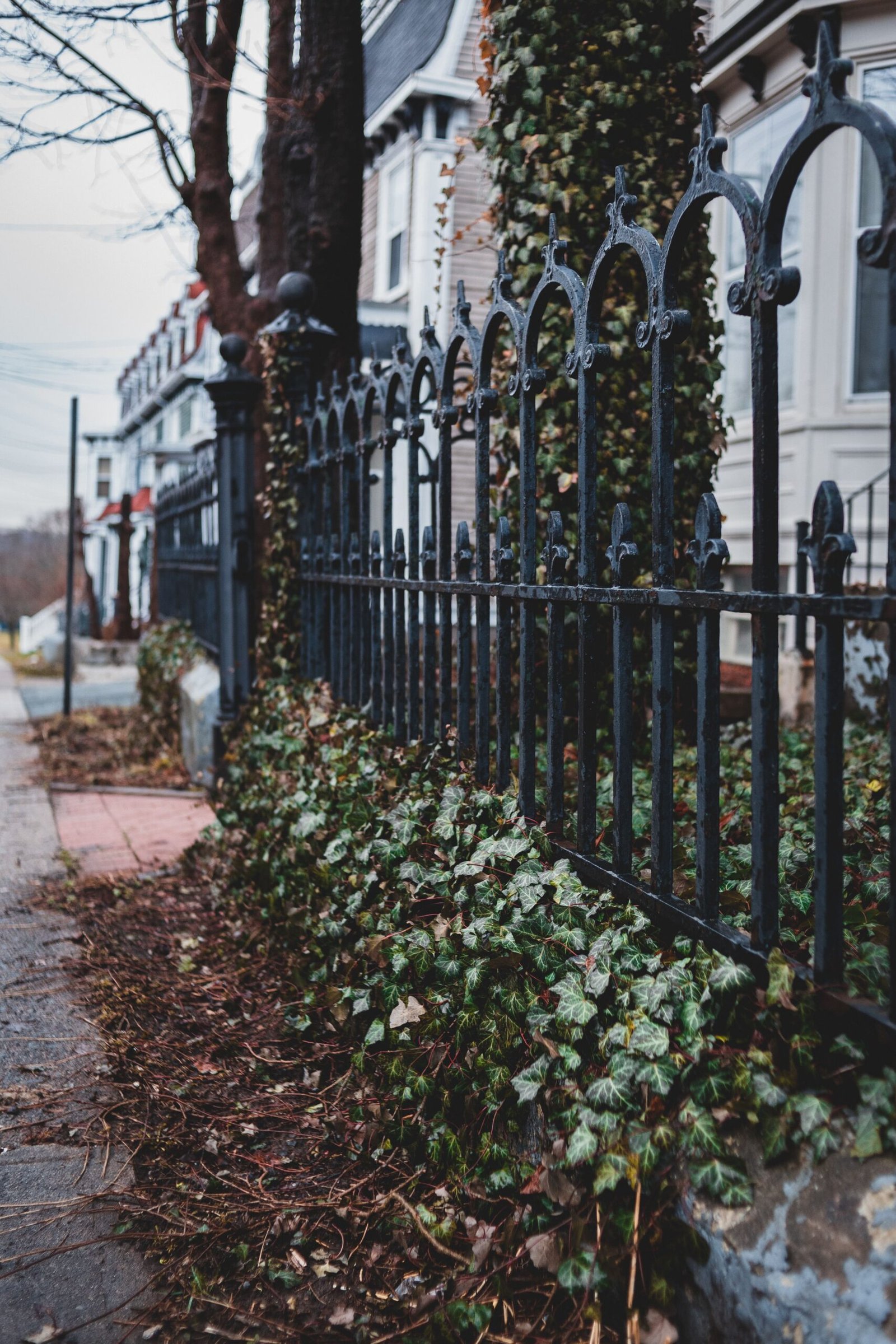 Black metal fence beside green plants
